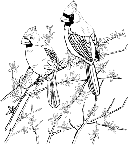 Two Red Cardinals Coloring Page